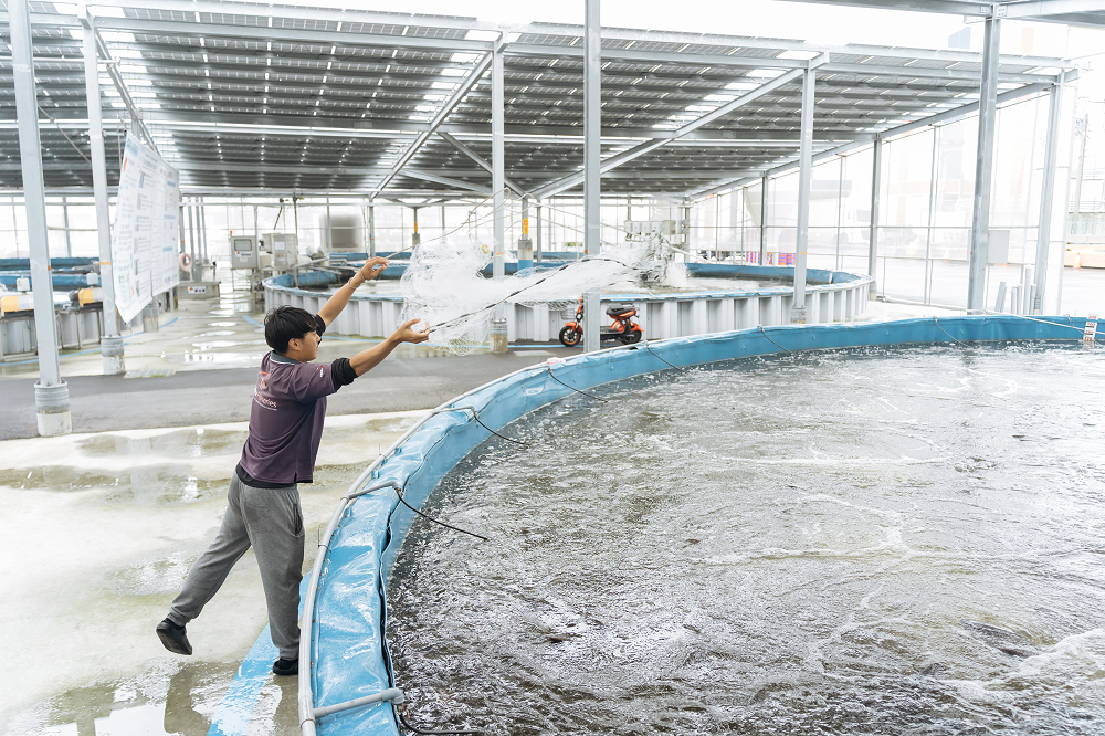 智能養殖漁場配合「漁電共生」安裝太陽能板發電，平均一天發電4000度，自發自用實踐淨零碳排企業。